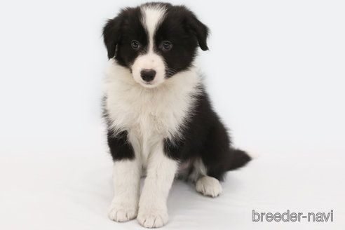 成約済の神奈川県のボーダーコリー-359941の1枚目